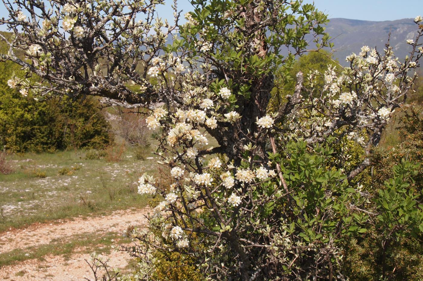 Pear, [Almond-leaved] plant